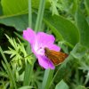 metamorphischen Methode